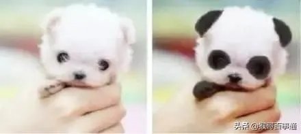 如何评价沈梦辰15年前参加模特选秀的照片?