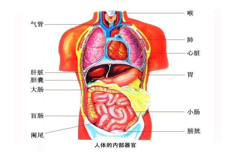 上半身器官分布示意图