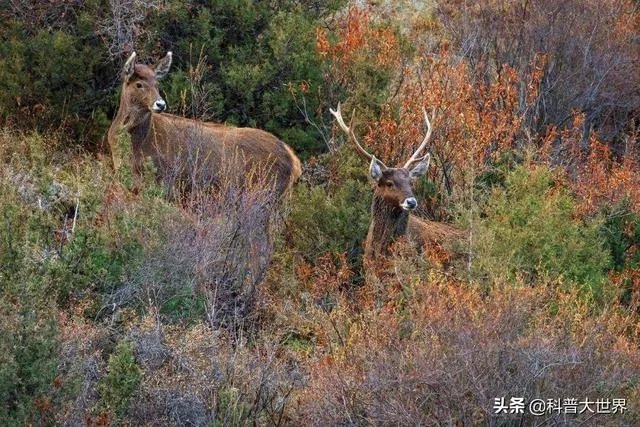 白唇鹿是什么？