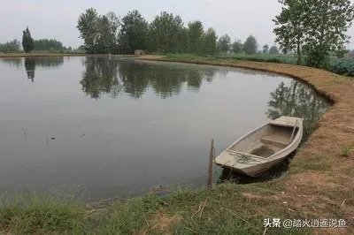 雨后池塘水浑浊怎么处理?