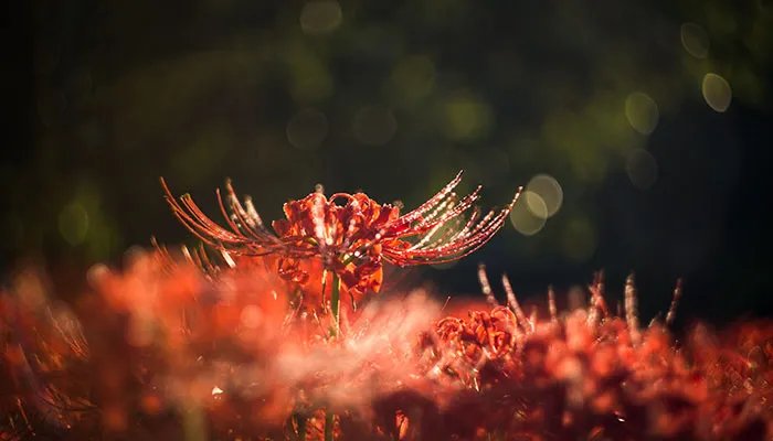9月开什么花 9月开花的有哪些