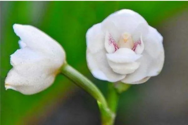 世界上最神秘的花排行榜 幽灵兰花上榜第四长相恐怖