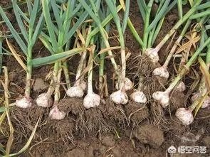 大蒜种植用什么肥料?