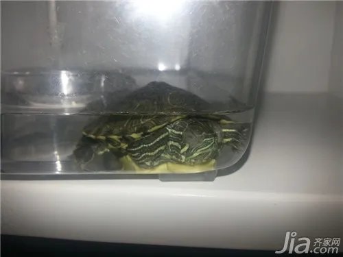 乌龟白眼病怎么办?乌龟白眼病治疗方法