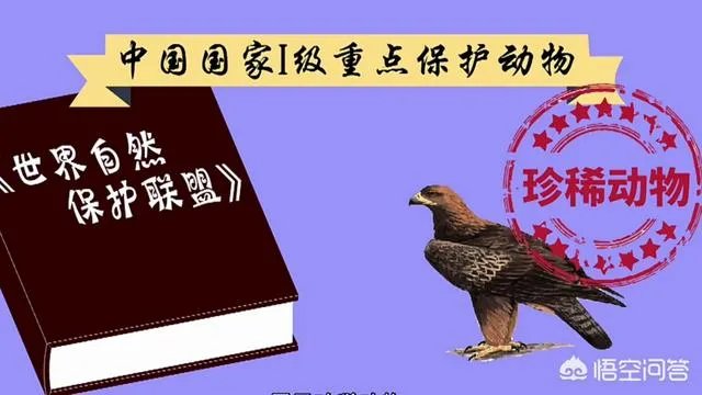 金雕有多大?能把人抓上天吗?