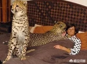 如何看待泰国女子养豹当宠物称是朋友这件事?