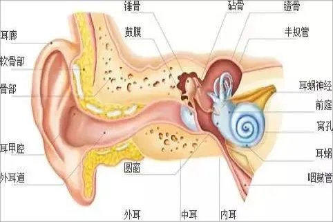 耳朵内的结构示意图
