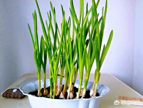 大蒜种植用什么肥料?
