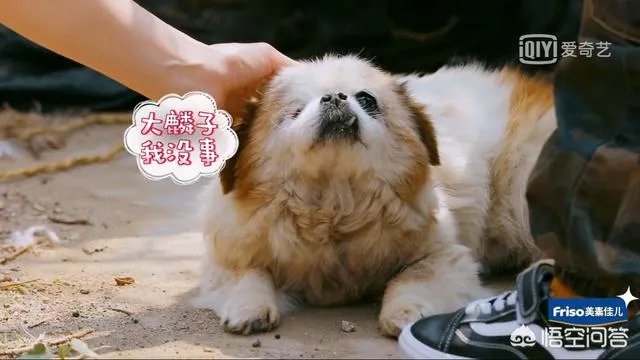 邓莎家的大麟子你们喜欢吗?