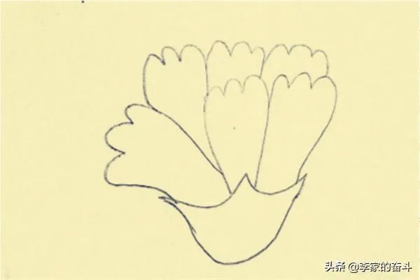 康乃馨怎么画？