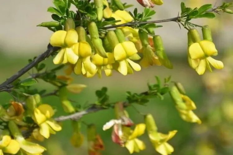 阳雀花图片