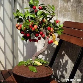 樱桃可以在农村的阳台上栽种吗?