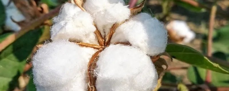 棉花的产地 棉花的产地有哪些地方