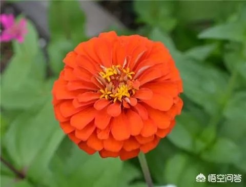 一年生花卉有哪些?