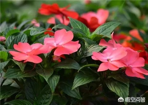 一年生花卉有哪些?