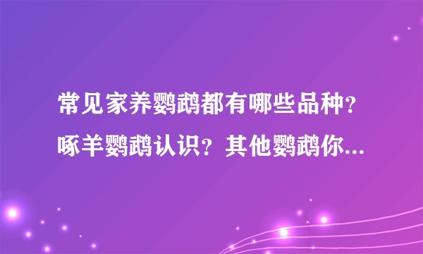 常见家养鹦鹉都有哪些品种?啄羊鹦鹉认识?其他鹦鹉你认识几种?