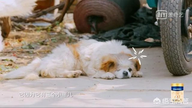 邓莎家的大麟子你们喜欢吗?