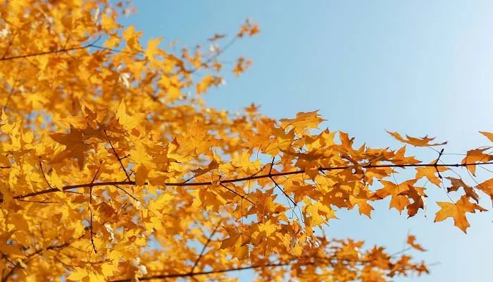 autumn是什么意思 autumn的意思是什么