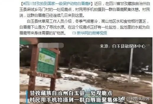 白唇鹿是什么？