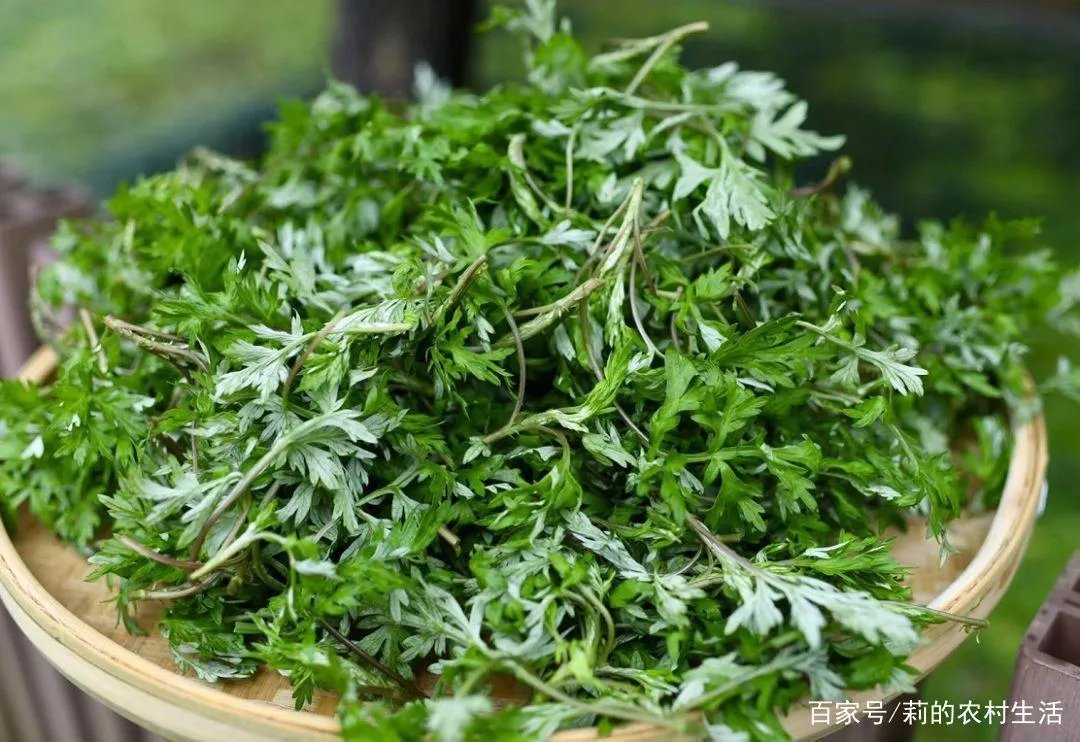 艾草的种植前景怎么样?种植艾草每年每亩的利润是多?