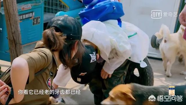 邓莎家的大麟子你们喜欢吗?