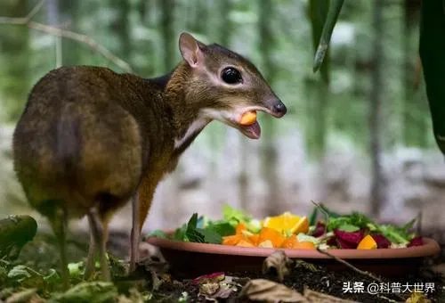 白唇鹿是什么？
