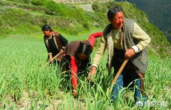 大蒜种植用什么肥料?