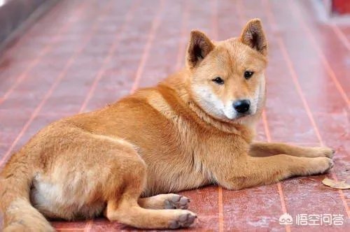 农业农村部征求意见:狗为伴侣动物拟禁食。你怎么看?