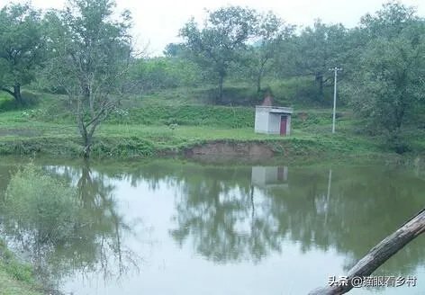 雨后池塘水浑浊怎么处理?