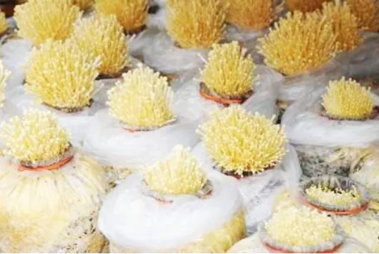 金针菇根怎么再生?