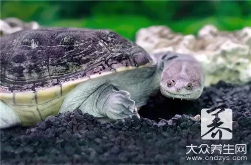 红烧小甲鱼的做法是什么?