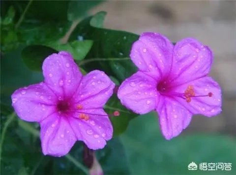 一年生花卉有哪些?