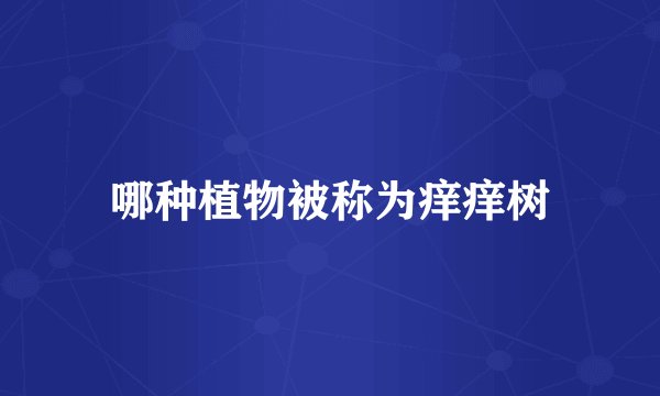 哪种植物被称为痒痒树