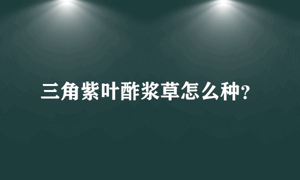 三角紫叶酢浆草怎么种？