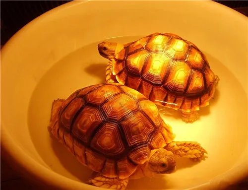 苏卡达陆龟如何饲养 饲养苏卡达陆龟的6个方法