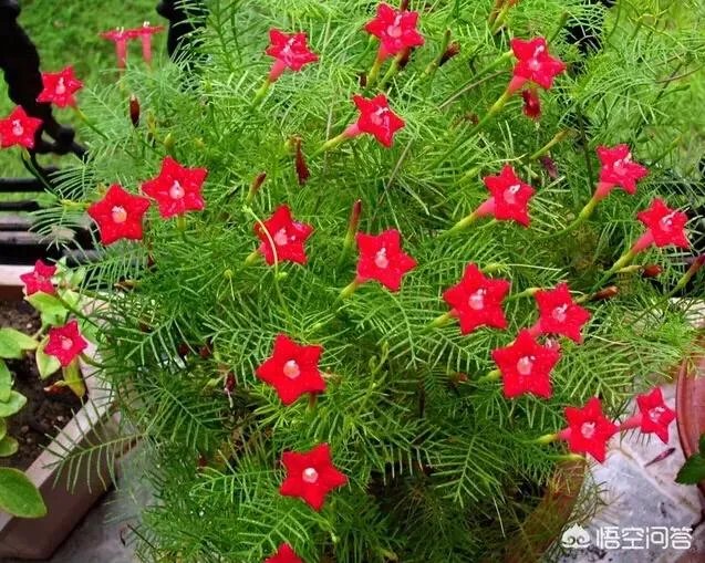 一年生花卉有哪些?