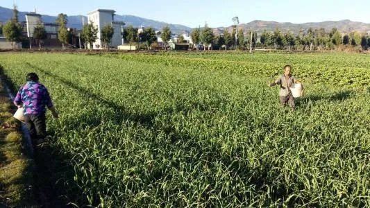 大蒜种植用什么肥料?