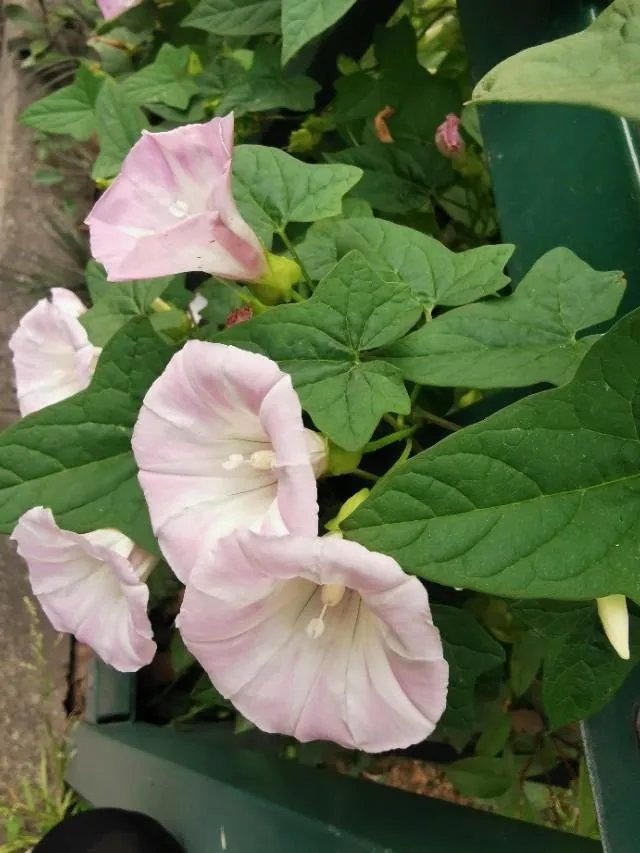 花钱买学历