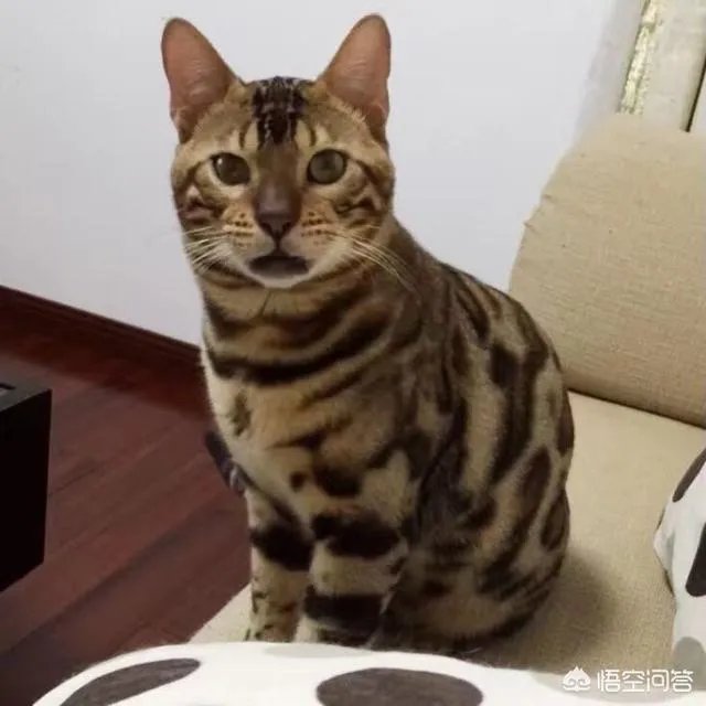 如何看待泰国女子养豹当宠物称是朋友这件事?