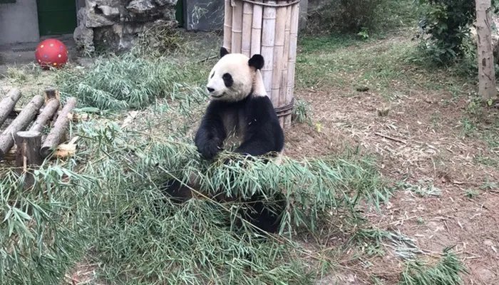大熊猫为什么被视为中国的国宝 大熊猫为什么是国宝