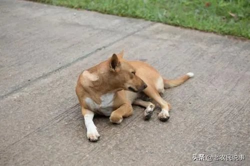 农业农村部征求意见:狗为伴侣动物拟禁食。你怎么看?