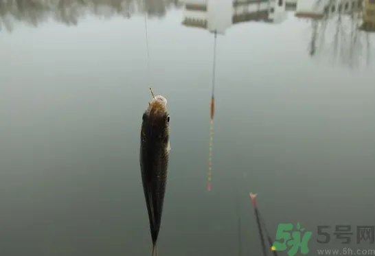 阴天怎么钓鱼？阴天钓鱼技巧