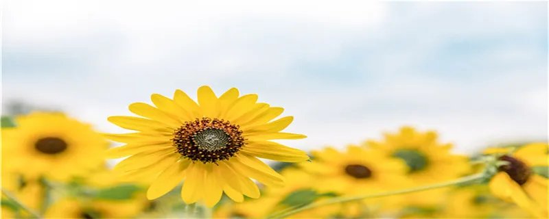 葵花籽是向日葵的果实还是种子