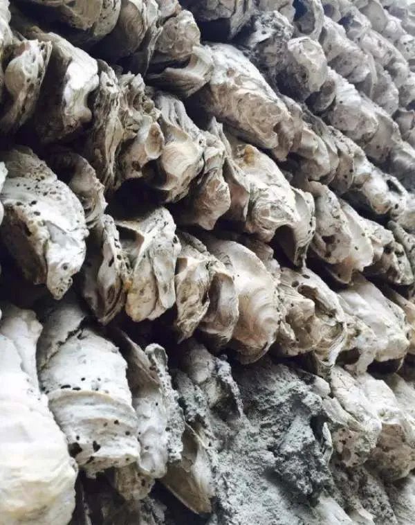 我国真正的“蚝宅”是哪里呢?是怎样建成的?