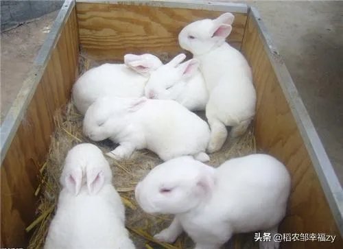 种兔该怎么养殖?