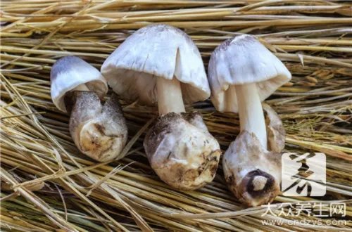 虎奶菇是什么