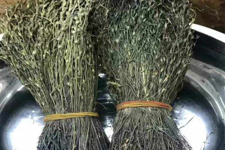 独脚金草药图片大全