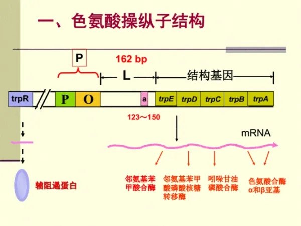 操纵子的名词解释是什么?
