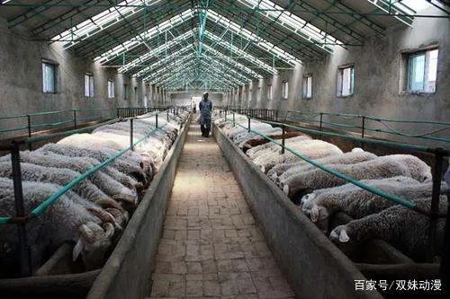 建设一个养羊场,需要做哪些必要的准备?