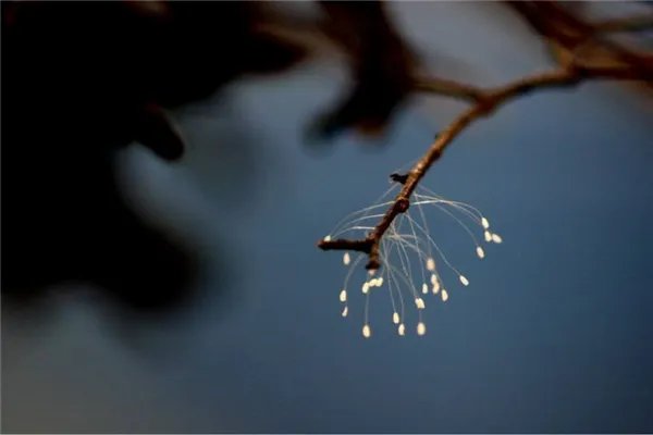 世界上最神秘的花排行榜 幽灵兰花上榜第四长相恐怖